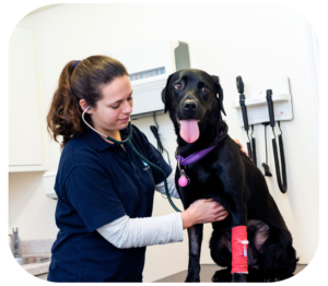 Dog being treated at Rutland Vets