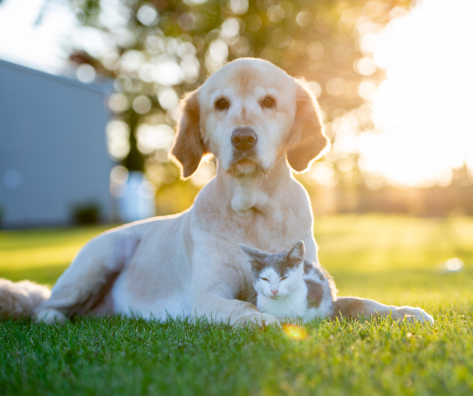 dog and cat flea treatment to protect from parasites