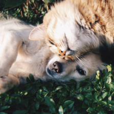 cat and dog together in the garden