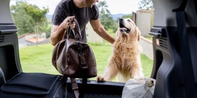 how to prepare your dog for travelling