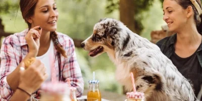 be careful of giving dogs every food as there may be Xylitol in it which can be very dangerous