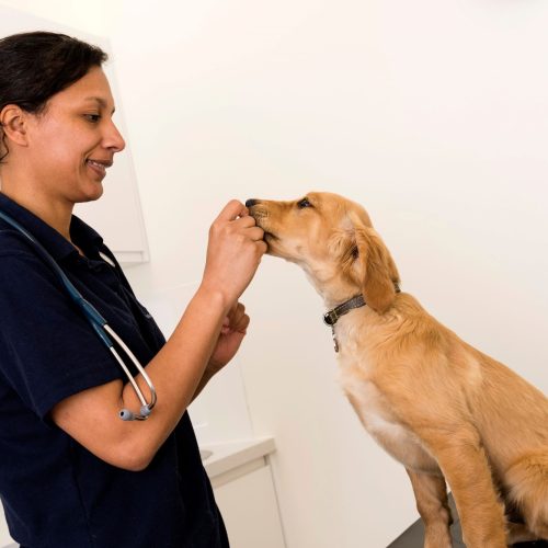 Dog microchipping includes puppies