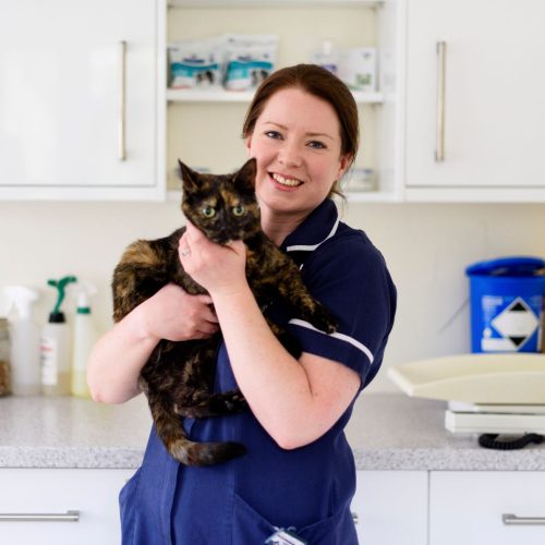 cat microchipping at rutland