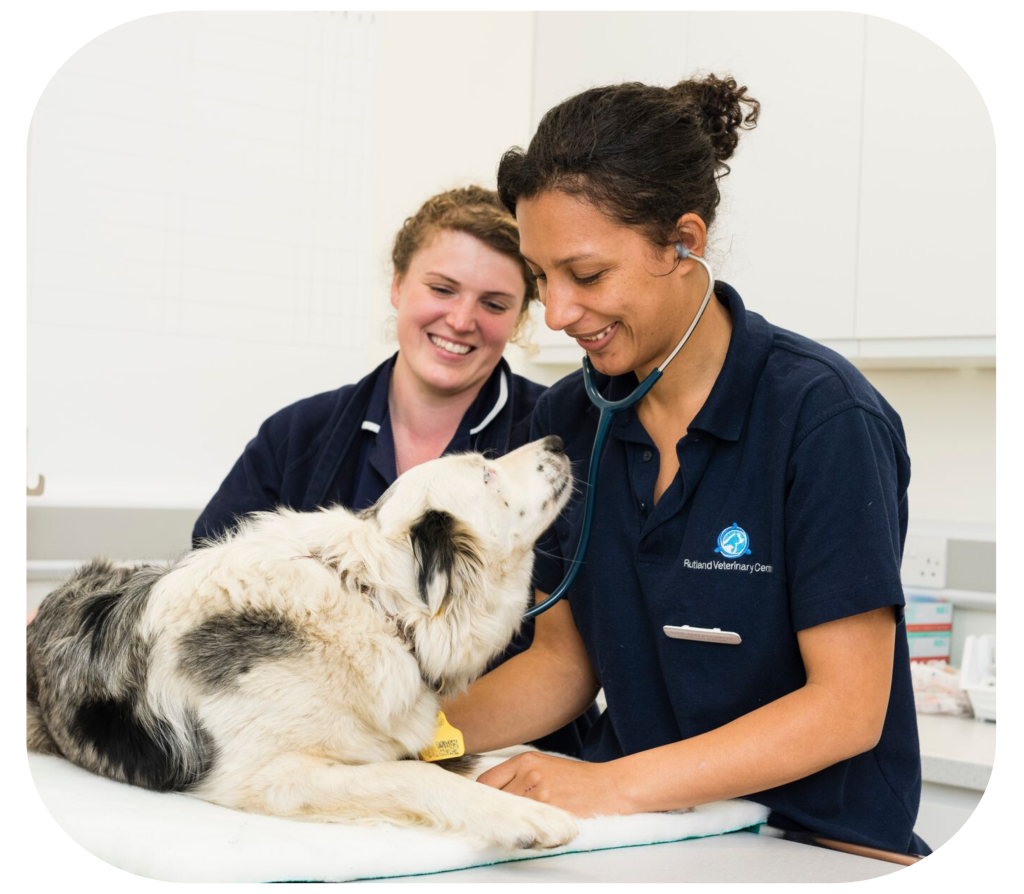 dog microchipping services in leicester
