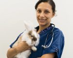rabbit microchipping from our experienced team