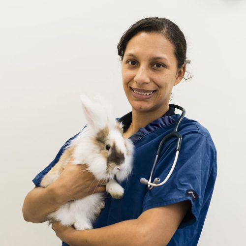 rabbit microchipping from our experienced team