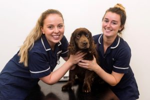dog neutering services in Leicester