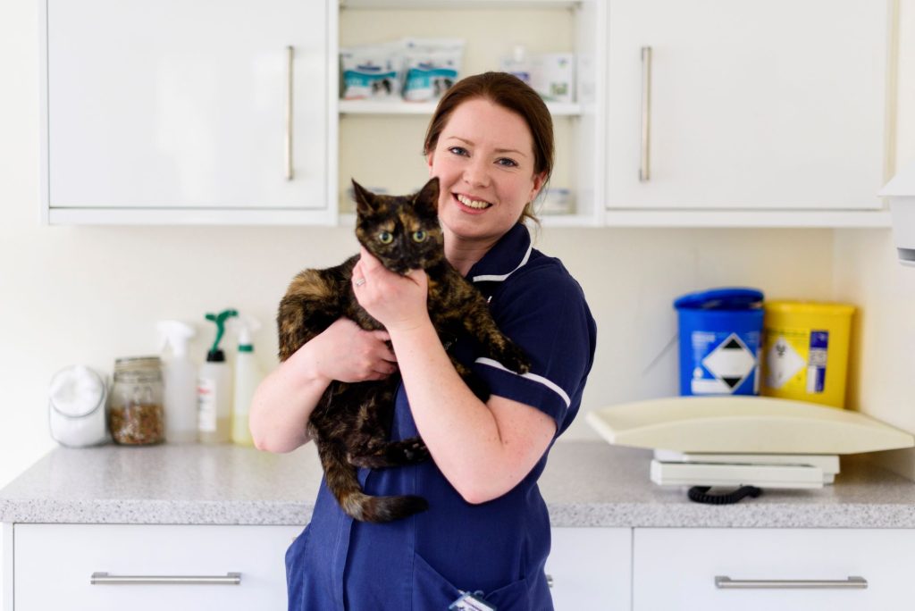 Flea And Worm Treatment For Cats