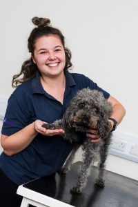 Flea And Worm Treatment For Dogs at Rutland