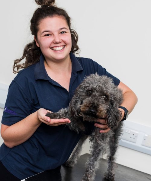 Flea And Worm Treatment For Dogs at Rutland