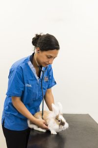 book your rabbit neutering appointment with Rutland Vets