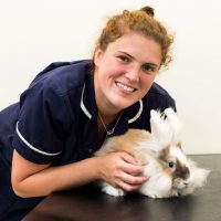 rabbit neutering from Rutland Vets