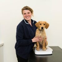 puppy and dog vaccinations from Rutland Vets