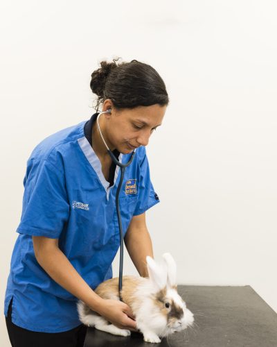 rabbit vaccinations at rutland vets
