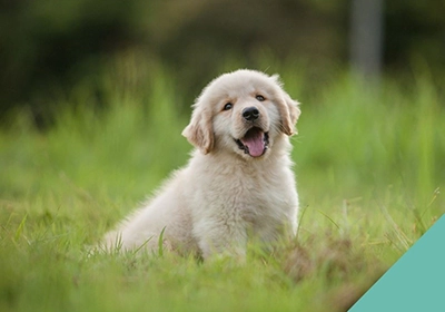 Starting your puppy off right